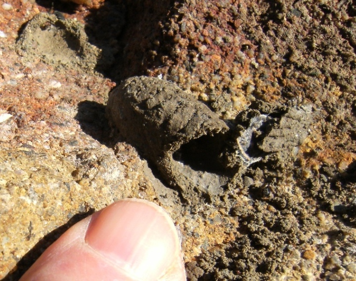 Nido di fango di imenottero sotto una pietra: Pompilidae